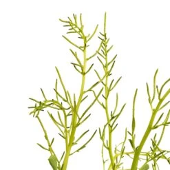 Peperomia Dolabriformis - Prayer Pepper -HousePlants Shop Peperomia dolabriformis Prayer Pepper 10.5x15cm 2