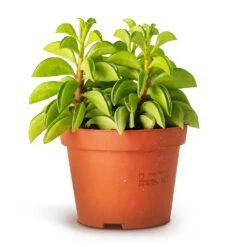 Peperomia Dolabriformis - Prayer Pepper -HousePlants Shop Peperomia dolabriformis Prayer Pepper 10.5x15cm