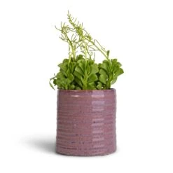 Peperomia Dolabriformis - Prayer Pepper -HousePlants Shop Peperomia dolabriformis Prayer Pepper 10.5x15cm Hera Plant Pot Purple 13x14cm