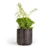 Peperomia Dolabriformis - Prayer Pepper -HousePlants Shop Peperomia dolabriformis Prayer Pepper 10.5x15cm Thies Plant Pot Anthracite 13x13cm