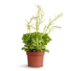 Peperomia Dolabriformis - Prayer Pepper -HousePlants Shop Peperomia dolabriformis Prayer Pepper 10.5x15cm ab5e6f84 e8e0 460a 8bcd 50f707f5be0d