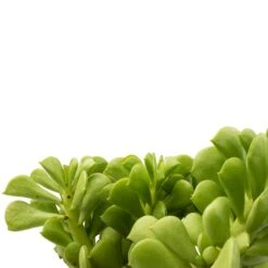 Peperomia Dolabriformis - Prayer Pepper -HousePlants Shop Peperomia dolabriformis Prayer Pepper 10.5x15cm swatch 2