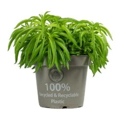 Peperomia Ferreyrae Nevada - Happy Bean -HousePlants Shop Peperomia ferreyrae Happy Bean