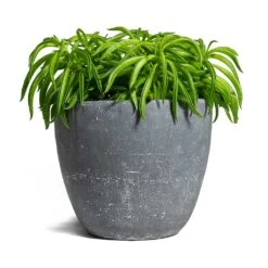 Peperomia Ferreyrae Nevada - Happy Bean -HousePlants Shop Peperomia ferreyrae Happy Bean Anne Plant Pot Blue Stone