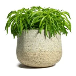 Peperomia Ferreyrae Nevada - Happy Bean -HousePlants Shop Peperomia ferreyrae Happy Bean Iris Plant Pot Sand