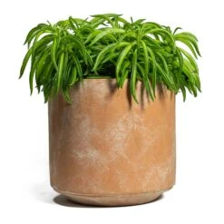 Peperomia Ferreyrae Nevada - Happy Bean -HousePlants Shop Peperomia ferreyrae Happy Bean Saar Plant Pot Terra
