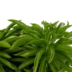 Peperomia Ferreyrae Nevada - Happy Bean -HousePlants Shop Peperomia ferreyrae Nevada Happy Bean DETAIL