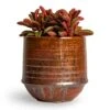 Peperomia Graveolens - Ruby Glow Radiator Plant -HousePlants Shop Peperomia graveolens Ruby Glow Radiator Houseplant 10.5x17cm Plant Pot Noud Copper 14x13cm e993c8a4 3faf 48c3 abd1 afd5137a398c