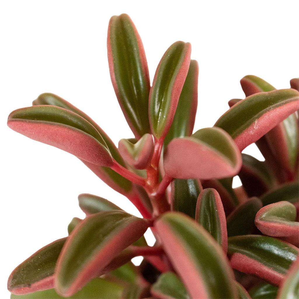Peperomia Graveolens - Ruby Glow Radiator Plant 9 Peperomia Graveolens - Ruby Glow Radiator Plant - Image 7
