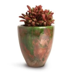 Peperomia Graveolens - Ruby Glow Radiator Plant 19 Peperomia Graveolens - Ruby Glow Radiator Plant -HousePlants Shop Peperomia graveolens Ruby Glow Radiator Plant 10.5x17cm Livin Beauty Flowerpot Copper Green Matt Smooth 15x17cm
