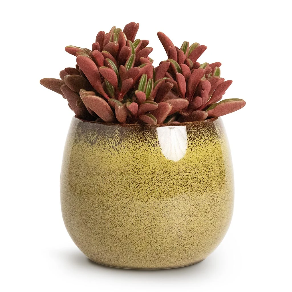 Peperomia Graveolens - Ruby Glow Radiator Plant 11 Peperomia Graveolens - Ruby Glow Radiator Plant - Image 9