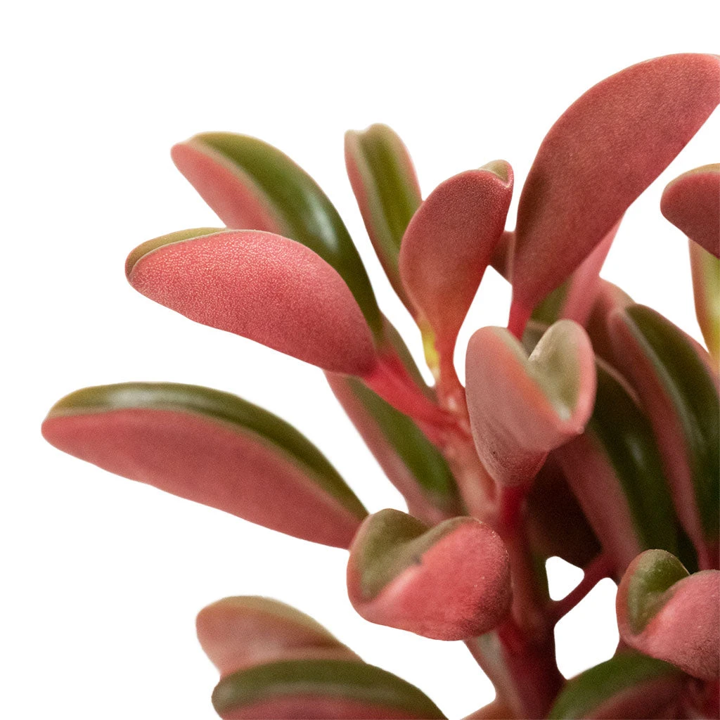 Peperomia Graveolens - Ruby Glow Radiator Plant 4 Peperomia Graveolens - Ruby Glow Radiator Plant - Image 2