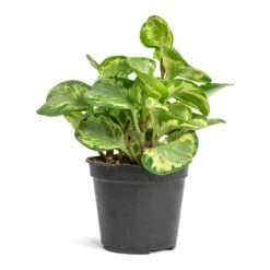 Peperomia Obtusifolia Golden Gate - Baby Rubber Plant -HousePlants Shop Peperomia obtusifolia Golden Gate Baby Rubber Plant 14cm