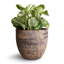 Peperomia Obtusifolia Golden Gate - Baby Rubber Plant -HousePlants Shop Peperomia obtusifolia Golden Gate Baby Rubber Plant 14x25cm Cas Plant Pot Sahara 17x15cm d75b2341 f5b8 4dbe abdd 706859f8cb71