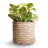 Peperomia Obtusifolia Golden Gate - Baby Rubber Plant 1 Peperomia Obtusifolia Golden Gate - Baby Rubber Plant -HousePlants Shop Peperomia obtusifolia Golden Gate Baby Rubber Plant 14x25cm Hera Plant Pot Ivory 13x14cm copy 4efb932f 05bc 466e ab0b 216203e8df6b