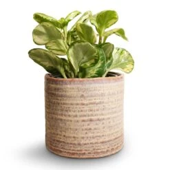 Peperomia Obtusifolia Golden Gate - Baby Rubber Plant
