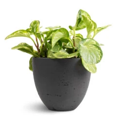 Mini Jesslyn Plant Pot - Black Washed -HousePlants Shop Peperomia obtusifolia Golden Gate Baby Rubber Plant 14x25cm Mini Jesslyn Plant Pot Black Washed 18x15cm 1 ed3a6919 6dd9 4a43 92e8 35e449ec0827