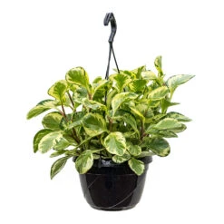 Peperomia Obtusifolia Golden Gate - Baby Rubber Plant -HousePlants Shop Peperomia obtusifolia Golden Gate Baby Rubber Plant 20cm