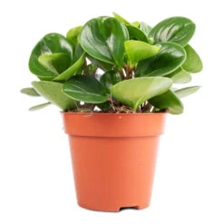 Peperomia Obtusifolia Green - Baby Rubber Plant -HousePlants Shop Peperomia obtusifolia Green Baby Rubber Plant 11x20cm
