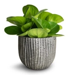 Peperomia Obtusifolia Green - Baby Rubber Plant -HousePlants Shop Peperomia obtusifolia Green Baby Rubber Plant 11x20cm Feico Plant Pot Metal Black 15x13cm
