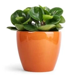 Peperomia Obtusifolia Green - Baby Rubber Plant -HousePlants Shop Peperomia obtusifolia Green Baby Rubber Plant 11x20cm Sven Plant Pot Mandarin 16x13cm ec74b063 61f6 45a2 bd6e a2e1b87bc3dc