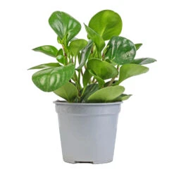 Peperomia Obtusifolia Green - Baby Rubber Plant -HousePlants Shop Peperomia obtusifolia Green Baby Rubber Plant 14x20cm