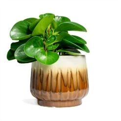 Peperomia Obtusifolia Green - Baby Rubber Plant -HousePlants Shop Peperomia obtusifolia Green Baby Rubber Plant 14x20cm Alice Plant Pot Caramel 18x16cm