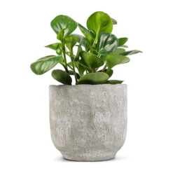 Peperomia Obtusifolia Green - Baby Rubber Plant -HousePlants Shop Peperomia obtusifolia Green Baby Rubber Plant 14x20cm Dave Plant Pot Weathered Grey 19x18cm
