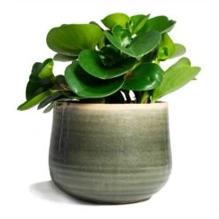 Peperomia Obtusifolia Green - Baby Rubber Plant -HousePlants Shop Peperomia obtusifolia Green Baby Rubber Plant 14x20cm Iris Plant Pot Moss Grey 18x15cm