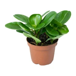 Peperomia Obtusifolia Green - Baby Rubber Plant -HousePlants Shop Peperomia obtusifolia Green Baby Rubber Plant