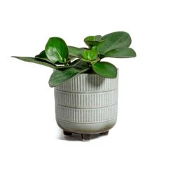 Peperomia Clusiifolia Red Margin - Red Edged Radiator Plant -HousePlants Shop Peperomia obtusifolia Green Baby Rubber Plant Denise Plant Pot Off White