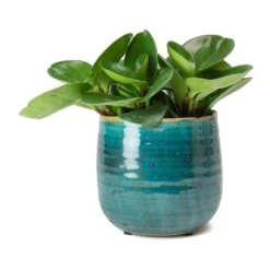 Peperomia Obtusifolia Green - Baby Rubber Plant -HousePlants Shop Peperomia obtusifolia Green Baby Rubber Plant Iris Turquoise Plant Pot