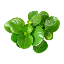 Peperomia Obtusifolia Green - Baby Rubber Plant -HousePlants Shop Peperomia obtusifolia Green Baby Rubber Plant Leaves