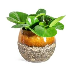 Peperomia Obtusifolia Green - Baby Rubber Plant -HousePlants Shop Peperomia obtusifolia Green Baby Rubber Plant Lindy Plant Pot Ochre 02f52615 74bd 4bbf 801c 3ce417669252