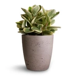Gerben Plant Pot - Grey Washed -HousePlants Shop Peperomia obtusifolia Obtipan Bicolor 12x20cm Gerben Plant Pot Grey Washed 15x16cm
