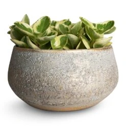 Peperomia Obtusifolia Obtipan Bicolor 21 Peperomia Obtusifolia Obtipan Bicolor -HousePlants Shop Peperomia obtusifolia Obtipan Bicolor 12x20cm Noor Plant Bowl Metallic Grey 28x13cm dce1bcfc 187f 46d1 b41c b109213c743f