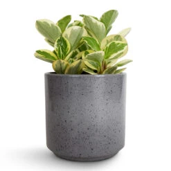 Peperomia Obtusifolia Obtipan Bicolor 15 Peperomia Obtusifolia Obtipan Bicolor -HousePlants Shop Peperomia obtusifolia Obtipan Bicolor 12x20cm Remmi Glaze Plant Pot Grey 14x14cm 06be5a2f e04b 4b9f 9743 9c2e146f0009