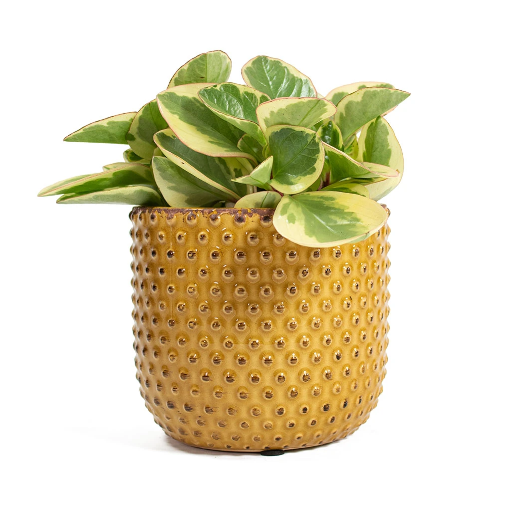 Peperomia Obtusifolia Obtipan Bicolor 7 Peperomia Obtusifolia Obtipan Bicolor - Image 5