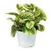 Peperomia Obtusifolia Variegata - Variegated Baby Rubber Plant -HousePlants Shop Peperomia obtusifolia Variegata indoor plant