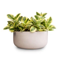 Peperomia Obtusifolia Obtipan Bicolor 18 Peperomia Obtusifolia Obtipan Bicolor -HousePlants Shop Peperomia obtusiifolia Jelly Variegated Optiban Bicolor Radiator Plant 12x25cm 3 x plants Eav Refined Plant Bowl Natural White 27x11.5cm