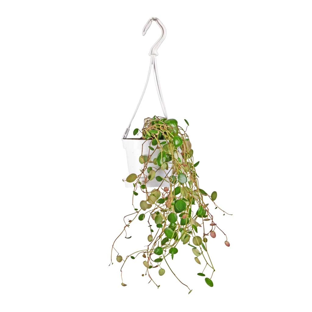 Peperomia Prostrata Pepperspot - String Of Coins 8 Peperomia Prostrata Pepperspot - String Of Coins - Image 6