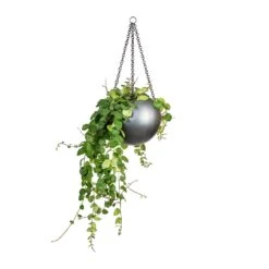 Gradient Hanging Plant Globe - Matt Grey 8 Gradient Hanging Plant Globe - Matt Grey -HousePlants Shop Peperomia prostrata Pepperspot String of Coins 15x20cm Gradient Hanging Plant Globe Matt Grey 24x19cm 8229e548 e96e 4af8 a4b4 9dfa73bde1f8
