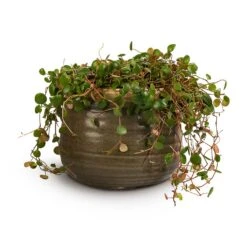 Peperomia Prostrata Pepperspot - String Of Coins 21 Peperomia Prostrata Pepperspot - String Of Coins -HousePlants Shop Peperomia prostrata Pepperspot String of Coins 15x20cm Iris Plant Pot Moss Grey 21x17cm