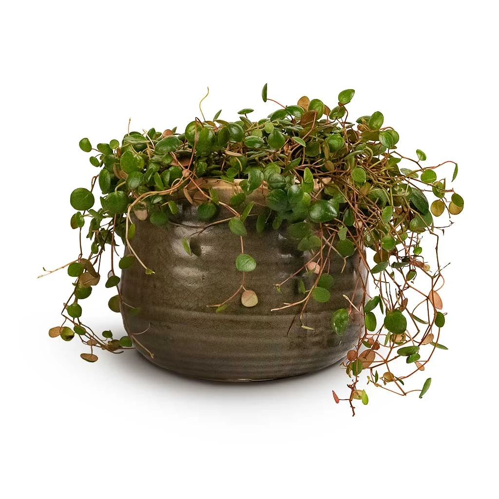 Peperomia Prostrata Pepperspot - String Of Coins 11 Peperomia Prostrata Pepperspot - String Of Coins - Image 9