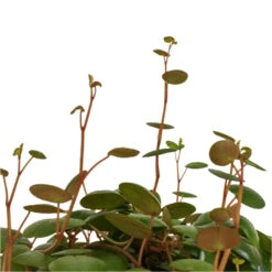Peperomia Prostrata Pepperspot - String Of Coins 16 Peperomia Prostrata Pepperspot - String Of Coins -HousePlants Shop Peperomia prostrata Pepperspot String of Coins DETAIL