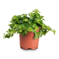Peperomia Rotundifolia - Trailing Jade Plant -HousePlants Shop Peperomia rotundifolia Trailing Jade Plant 10.5x15cm