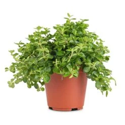 Peperomia Rotundifolia - Trailing Jade Plant -HousePlants Shop Peperomia rotundifolia Trailing Jade Plant 12x20cm