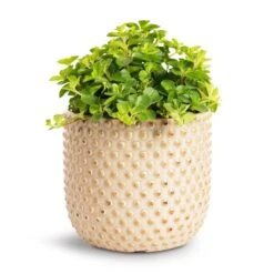 Peperomia Rotundifolia - Trailing Jade Plant -HousePlants Shop Peperomia rotundifolia Trailing Jade Plant 12x20cm Bolino Plant Pot Mint 15x13cm