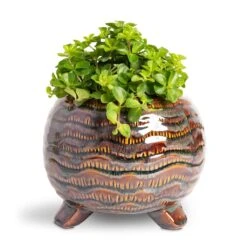 Dewi Plant Pot - Marrakesh -HousePlants Shop Peperomia rotundifolia Trailing Jade Plant 12x20cm Dewi Plant Pot Marrakesh 18x14cm 65446e8f 53db 48ac b723 a26e9bc9dcde