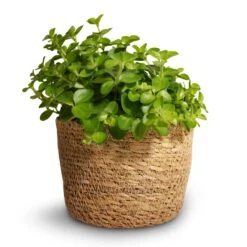 Peperomia Rotundifolia - Trailing Jade Plant -HousePlants Shop Peperomia rotundifolia Trailing Jade Plant 12x20cm Igmar Plant Basket Natural 13x10cm 02c1867e f43b 4cd9 aee9 f189629bf6b0